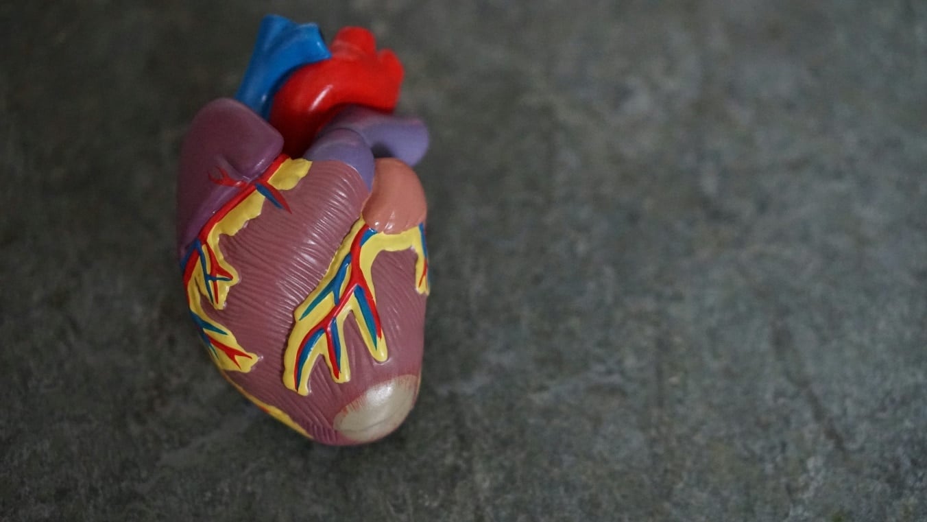 An anatomical heart model representing the cardiovascular system affected by high blood pressure